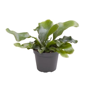 PLATYCERIUM GRANDE P6