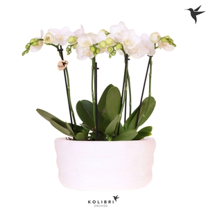 Kolibri Orchids Phalaenopsis Mono Bouquet Mineral white 6 spike in dish white