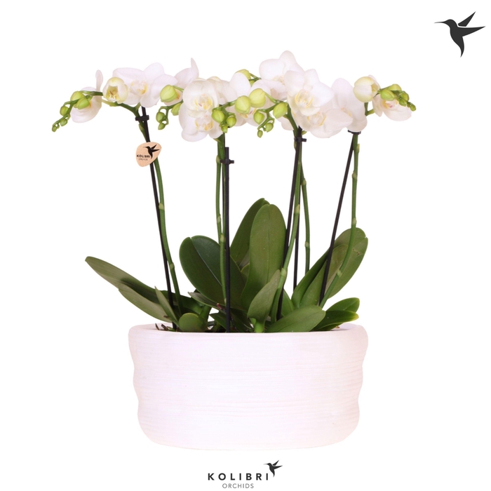 <h4>Kolibri Orchids Phalaenopsis Mono Bouquet Mineral white 6 spike in dish white</h4>