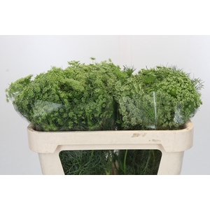 Ammi Visnaga