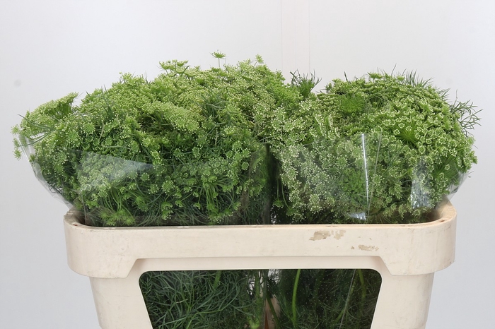 Ammi Visnaga