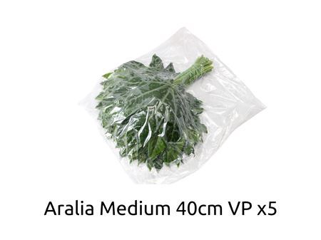 <h4>Aralia Medium V P X5</h4>