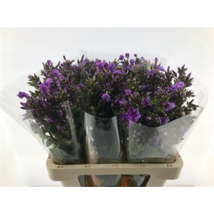 Phlox P Blue Boy
