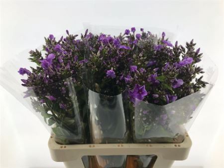 <h4>Phlox P Blue Boy</h4>