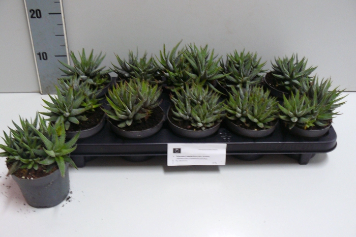 <h4>HAWO F CONCOLOR</h4>