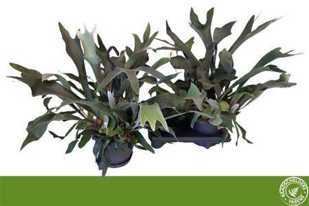 <h4>Platyc Bifurcatum</h4>