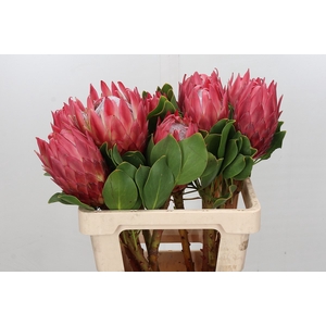 Protea Cynaroides Red Rex