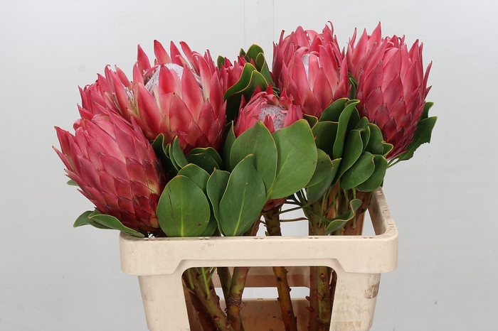 <h4>Protea Cynaroides Red Rex</h4>