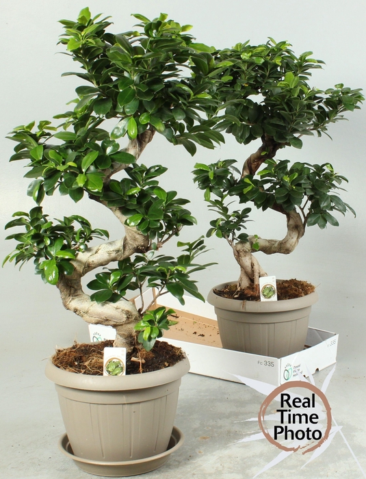 <h4>FIC MI GINSENG</h4>