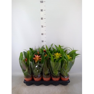 Guzmania   ...mix