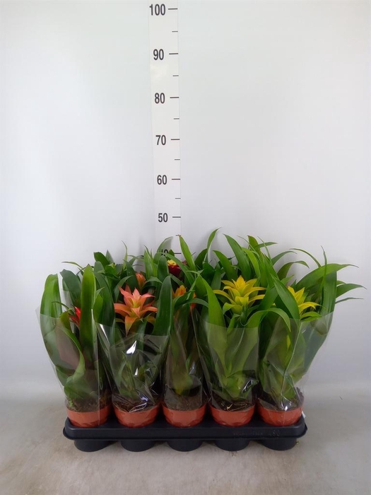 <h4>Guzmania   ...mix</h4>