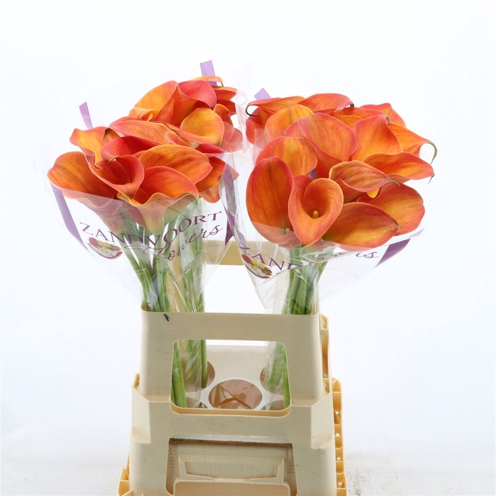 <h4>Calla Orange Pride</h4>