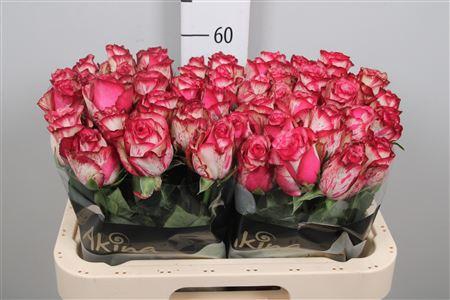 <h4>R Gr Barracuda</h4>