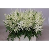 Astilbe Washington Rutgrink