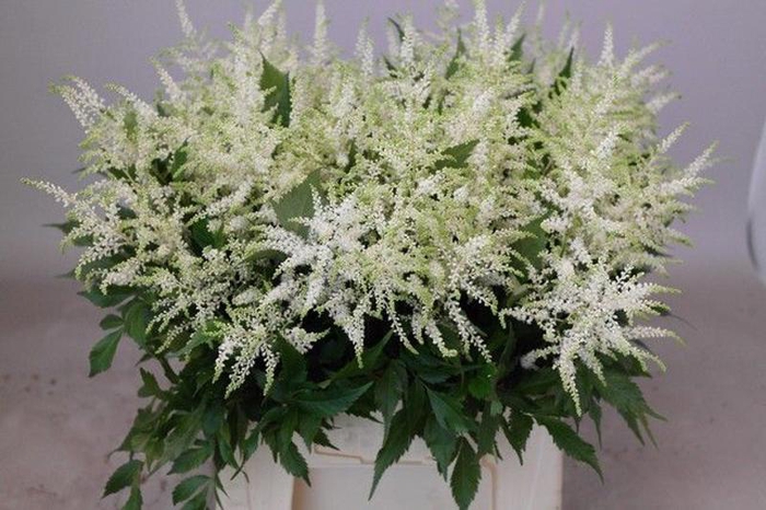 <h4>Astilbe Washington Rutgrink</h4>