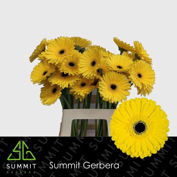 <h4>Gerbera Don Leo Lang Gelijk 56cm Water x40</h4>