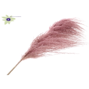 Pampas Grass ± 175cm p/pc in poly Light Pink