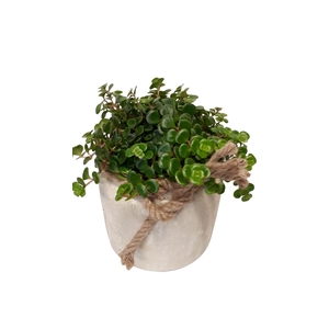 RWP16TOR Rude White Pot Sedum Tornado