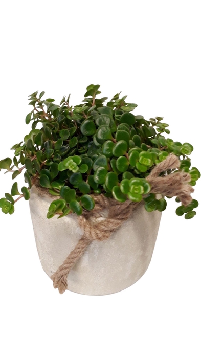 <h4>RWP16TOR Rude White Pot Sedum Tornado</h4>