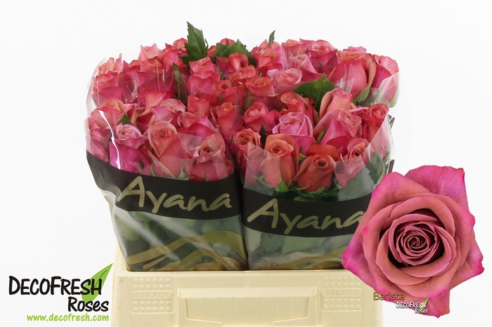 <h4>R Gr Barista Ayana</h4>