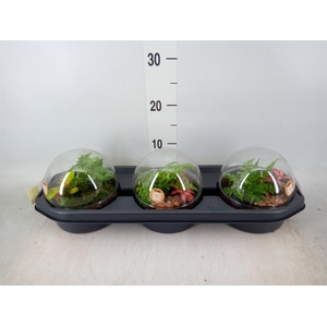 Arr.   Kamerplant Groen H%