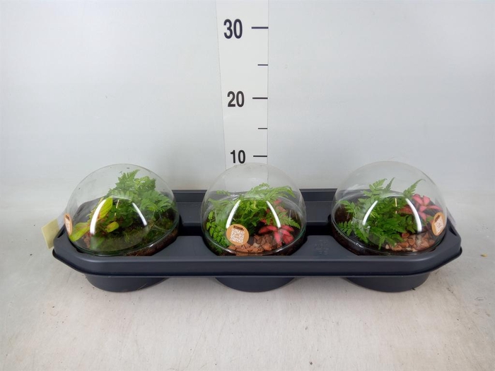 <h4>Arr. Kamerplant Groen H%</h4>