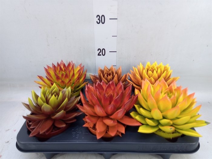 <h4>Echeveria  'Miranda'</h4>