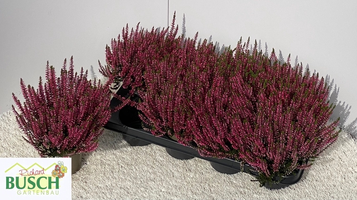 <h4>CALLU GA G FRANCA</h4>