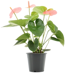 Anthurium Spirit in transparant sleeve