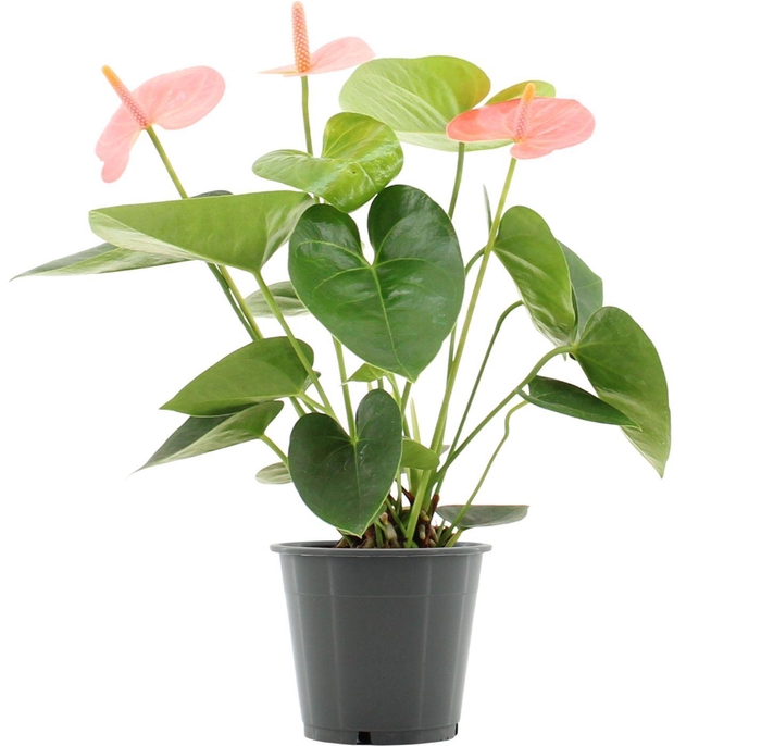 Anthurium Spirit in transparant sleeve