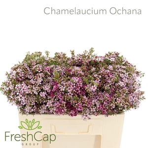 Chamelaucium 'Ochana'