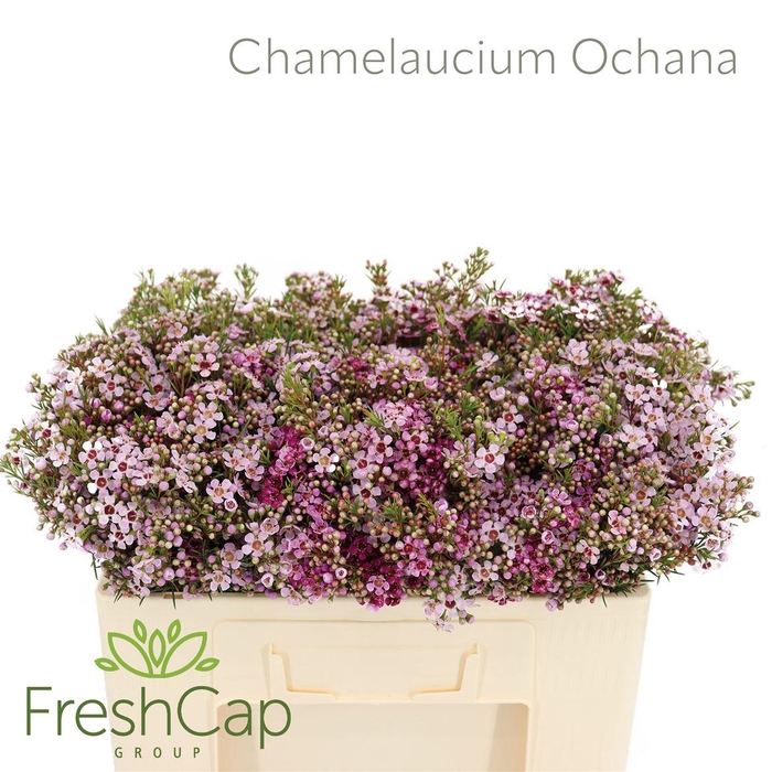 <h4>Chamelaucium 'Ochana'</h4>