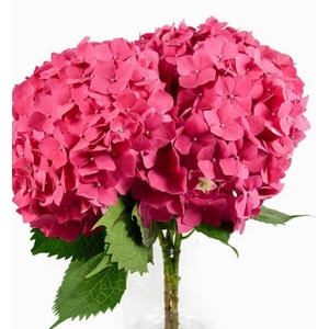 HYDR PREMIUM HOT PINK (TINTED)