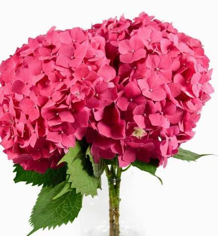 <h4>HYDR PREMIUM HOT PINK (TINTED)</h4>