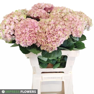 Hydrangea mag revolution pink