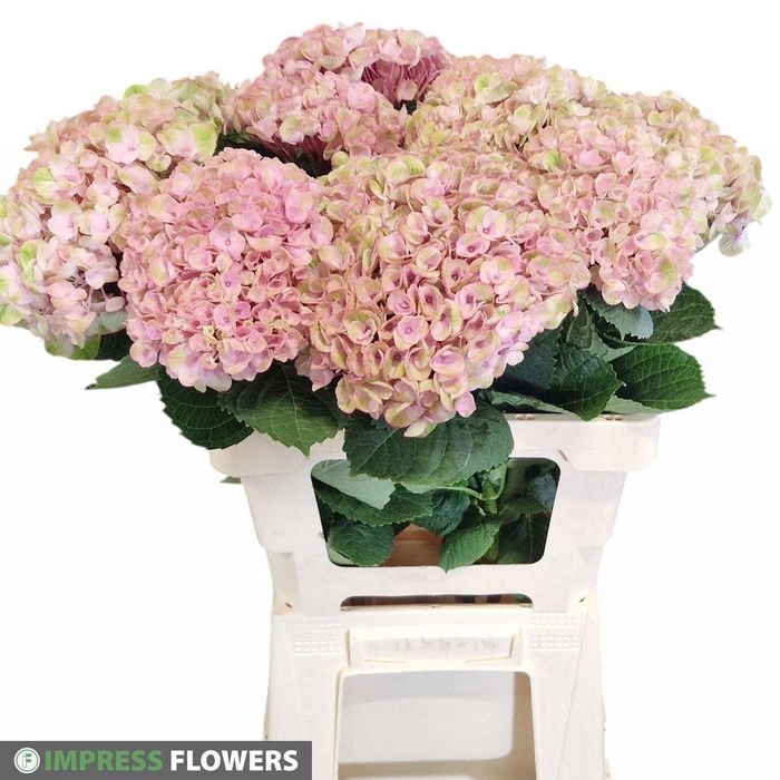 <h4>Hydrangea mag revolution pink</h4>