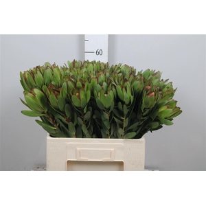 Leucad Saf Goldstrik