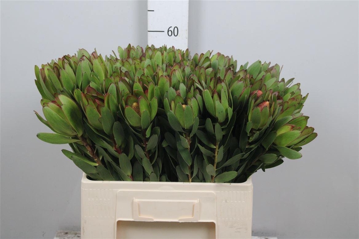 <h4>Leucad Saf Goldstrik</h4>