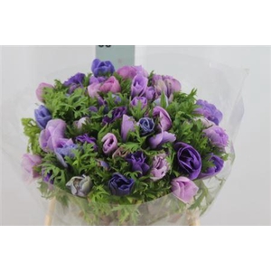 Anemone Mistral Super Purple Mix