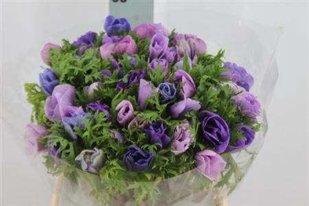 <h4>Anemone Mistral Super Purple Mix</h4>