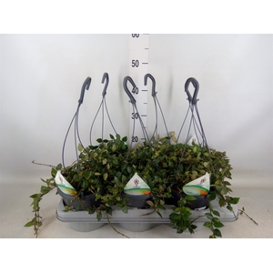 Hoya krohniana 'Splash'