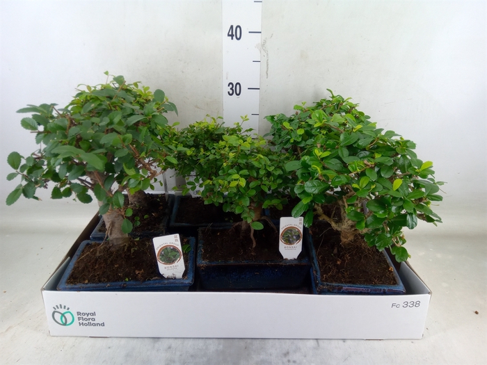 <h4>Bonsai   ...mix</h4>