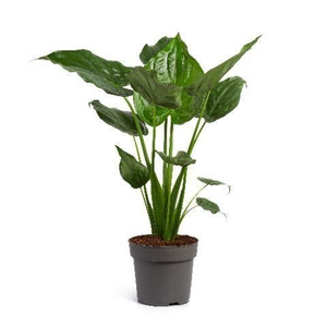 ALOC CUCULLATA