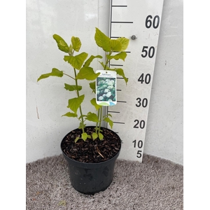 Hydrangea arb. Annabelle 50-60 cm struik P26 C7,5