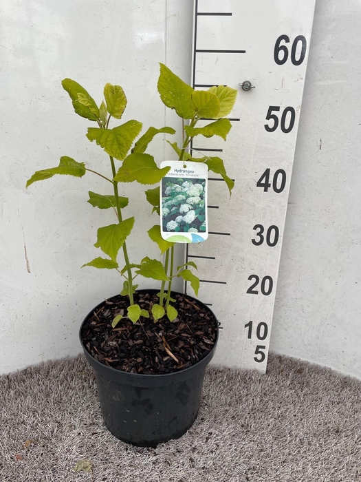<h4>Hydrangea arb. Annabelle 50-60 cm struik P26 C7,5</h4>
