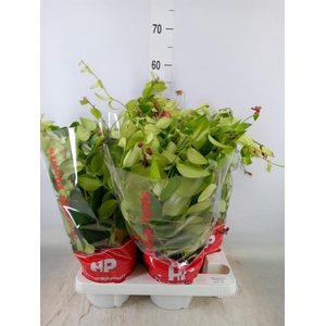 Aeschynanthus  'Mona Lisa'