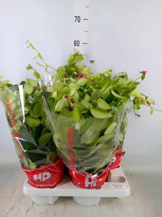 <h4>Aeschynanthus  'Mona Lisa'</h4>