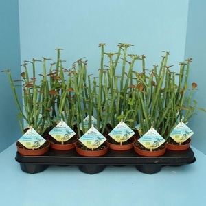 Bio Euphorbia phosphorea 300-PH10