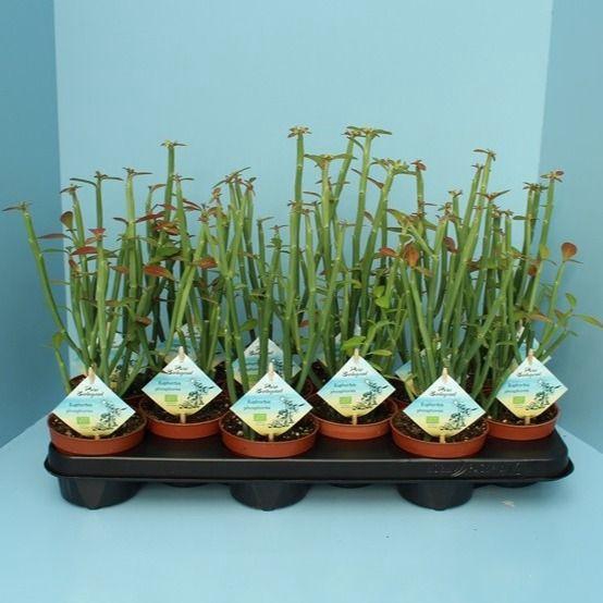 <h4>Bio Euphorbia phosphorea 300-PH10</h4>