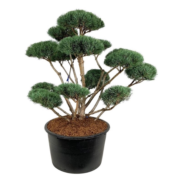 <h4>Pinus sylv. 'Watereri'</h4>